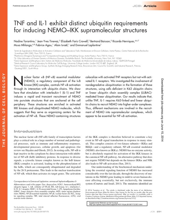 TNF and IL-1 exhibit distinct ubiquitin requirements for inducing NEMO–IKK supramolecular structures