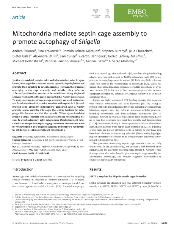 Mitochondria mediate septin cage assembly to promote autophagy of Shigella