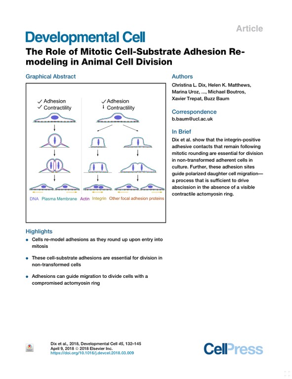 The role of mitotic cell-substrate adhesion re-modeling in animal cell division