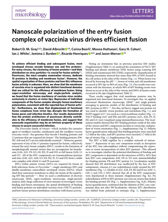 Nanoscale polarization of the entry fusion complex of vaccinia virus drives efficient fusion