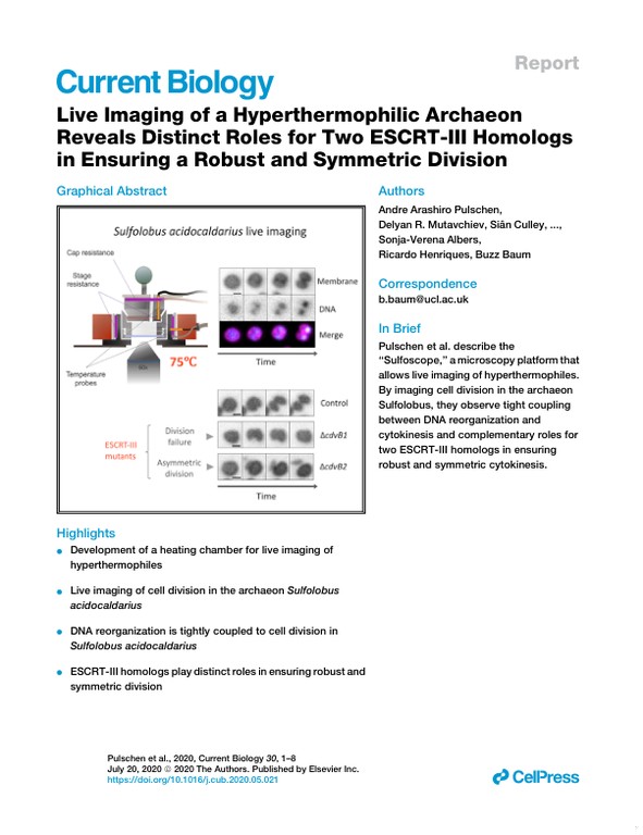 Live imaging of a hyperthermophilic archaeon reveals distinct roles for two ESCRT-III homologs in ensuring a robust and symmetric division