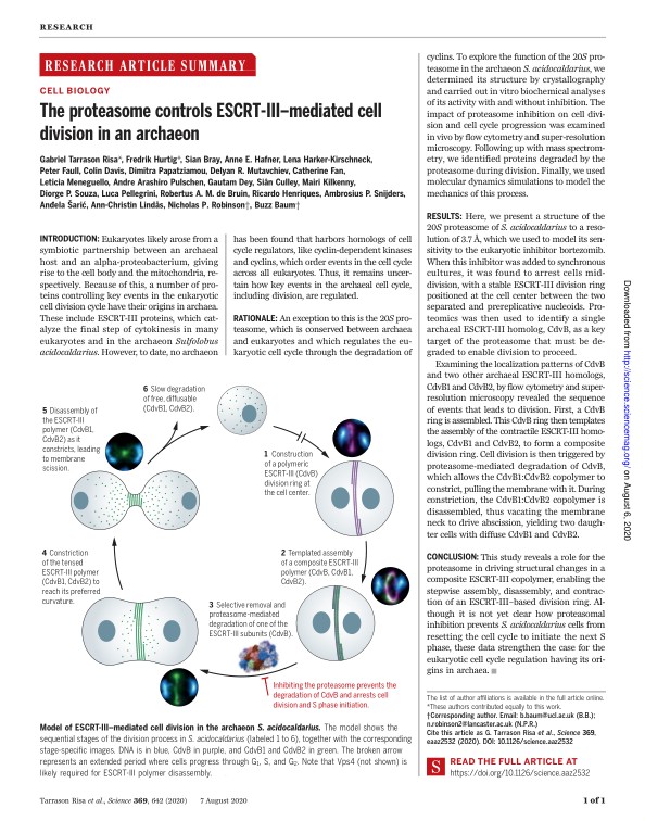 The proteasome controls ESCRT-III–mediated cell division in an archaeon