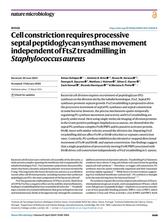 Cell constriction requires processive septal peptidoglycan synthase movement independent of FtsZ treadmilling in Staphylococcus aureus