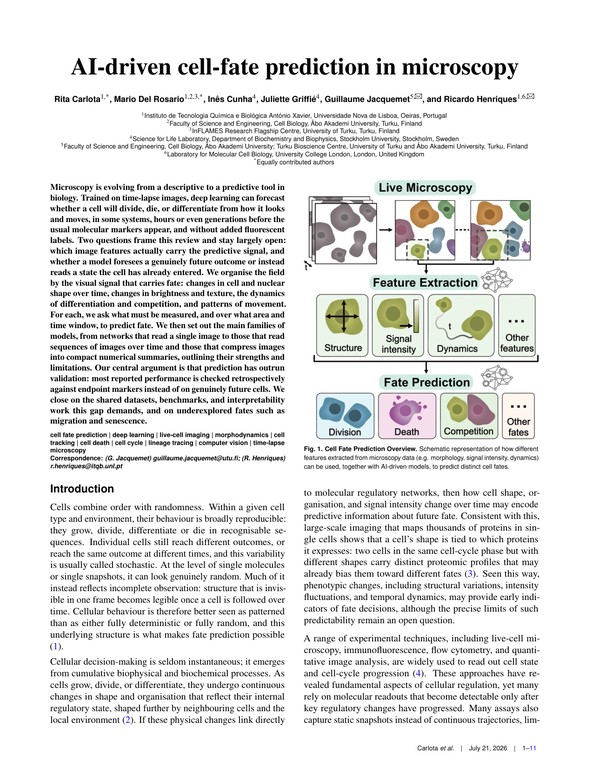 AI-Driven Cell-Fate Prediction in Microscopy