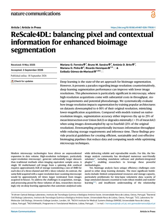 ReScale4DL: balancing pixel and contextual information for enhanced bioimage segmentation