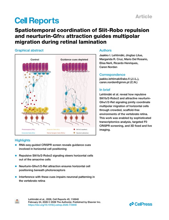Spatiotemporal coordination of Slit-Robo repulsion and neurturin-Gfrα attraction guides multipolar migration during retinal lamination
